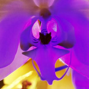 Close-up of purple flowers