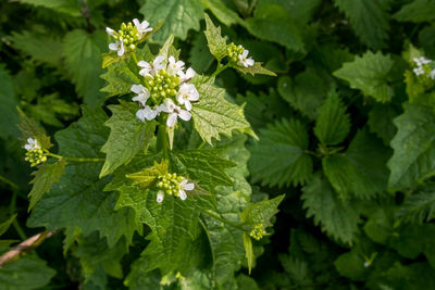 Close-up of flowers