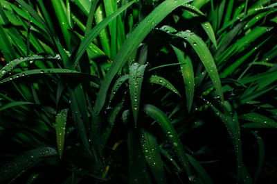 Close-up of wet plant during rainy season