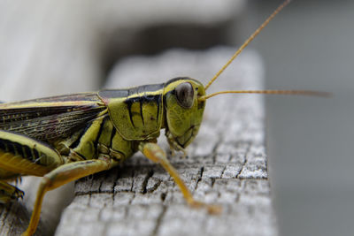 Close-up of insect on wood