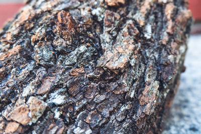 Close-up of tree trunk