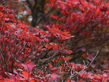 Close-up of red maple leaves on tree