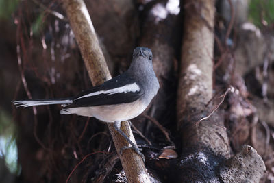 Close-up of bird perching on rock