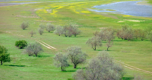Scenic view of field