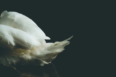 Close-up of white swan against black background