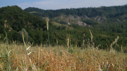 Close-up of grass on field against sky