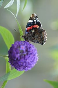 Close-up of butterfly on purple flower