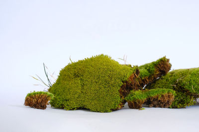 Close-up of green plant against white background