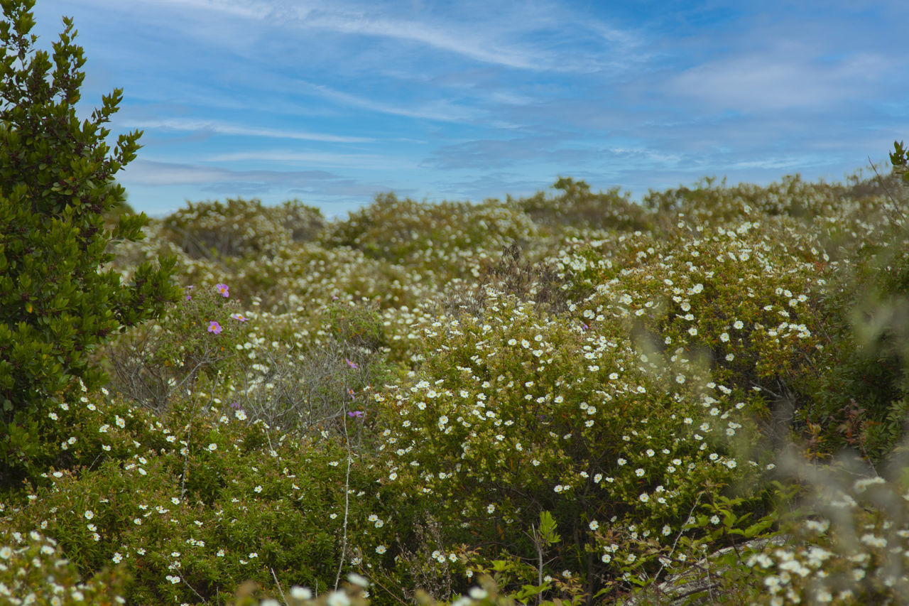 FLOWERING PLANTS ON LAND AGAINST SKY