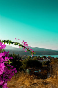 Pink flowering plant against clear sky