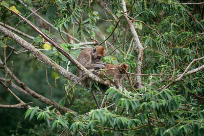 Monkey sitting on tree in forest