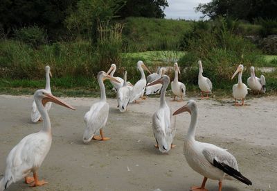 Flock of birds on the beach