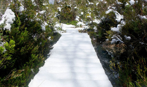 Footpath amidst trees in forest
