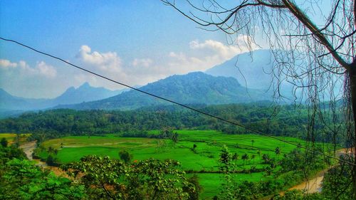 Scenic view of agricultural field against sky