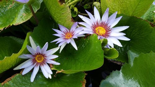 Close-up of water lily in pond