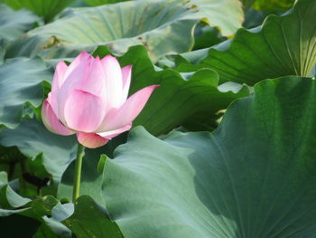 Pink lotus water lily amidst leaves