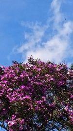 Low angle view of pink flowers on tree against sky