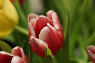 Close-up of tulip blooming outdoors