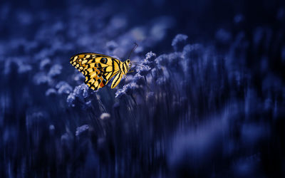 Close-up of butterfly pollinating on purple flower