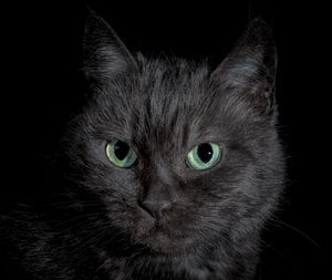 Close-up portrait of a cat