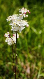 Close-up of flowers