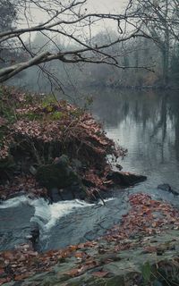 Close-up of tree by water