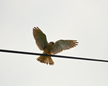 Low angle view of eagle flying in sky