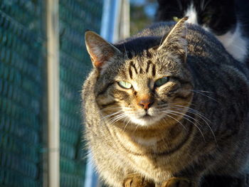 Close-up portrait of tabby cat