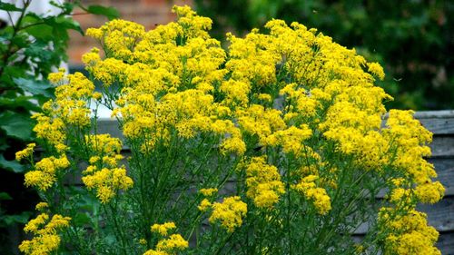 Close-up of yellow flowering plants