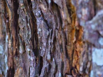 Full frame shot of tree trunk