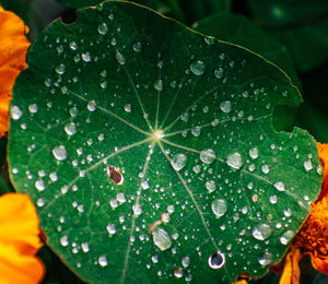 Close-up of raindrops on leaves