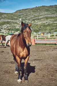 Brown horse standing in ranch in patagonia
