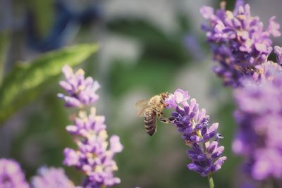 Close-up of bee pollinating on lavender