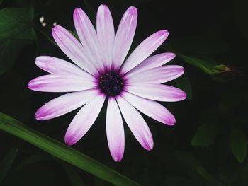 Close-up of purple water lily blooming outdoors