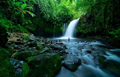 Scenic view of waterfall in forest