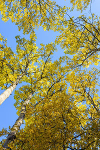 Low angle view of yellow tree