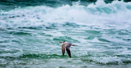 Seagull flying over sea