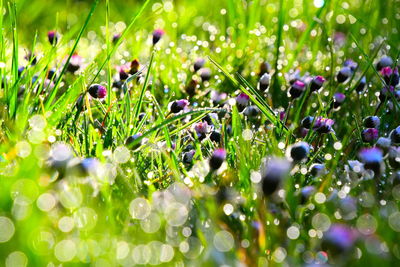 Close-up of wet purple flowers on field