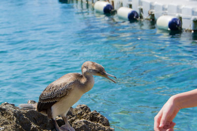 Full length of hand feeding bird in sea