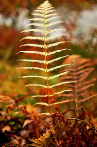 Close-up of fern leaves