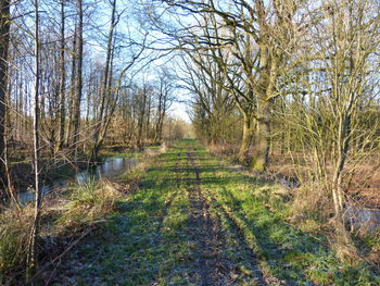 View of bare trees in field