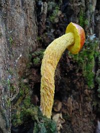 Close-up of yellow flower tree trunk