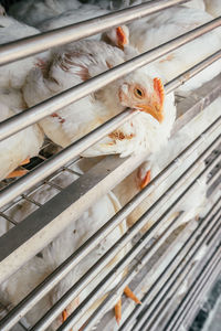 High angle view of bird in cage