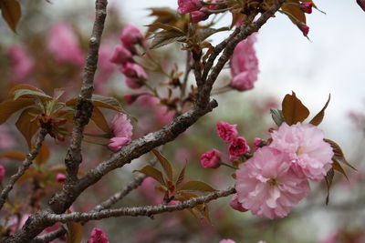 Close-up of pink cherry blossoms in spring