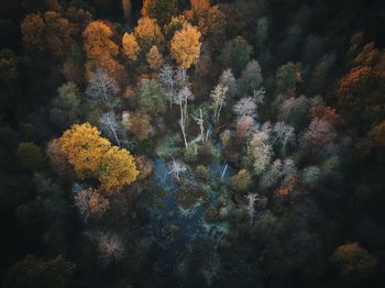 High angle view of trees in forest during autumn