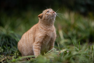 View of a cat looking away