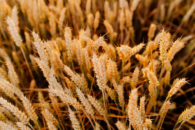 Close-up of wheat plants on field