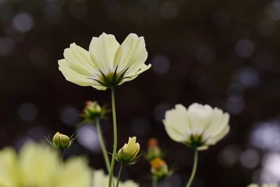 Close-up of flowers against blurred background