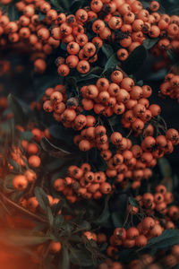 Close-up of berries growing on plant