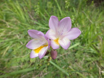 Close-up of purple crocus flower